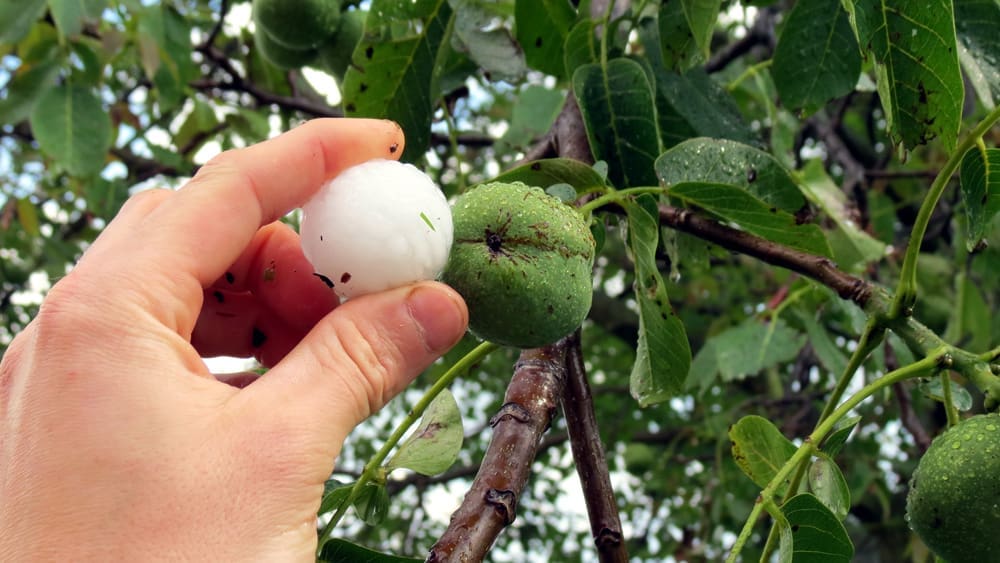 hail-damage
